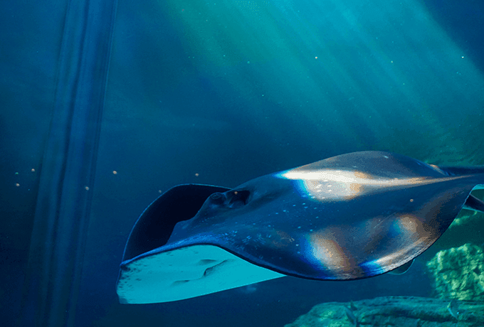 Электрические рыбы