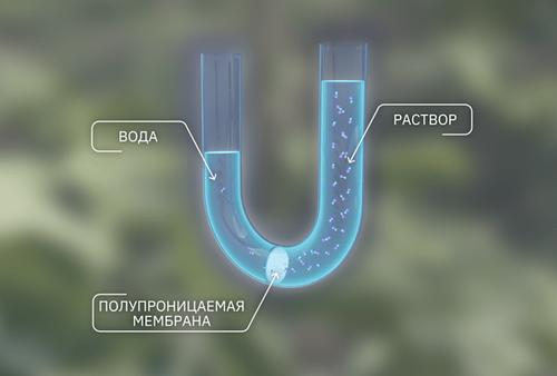 Демонстрация явления осмоса